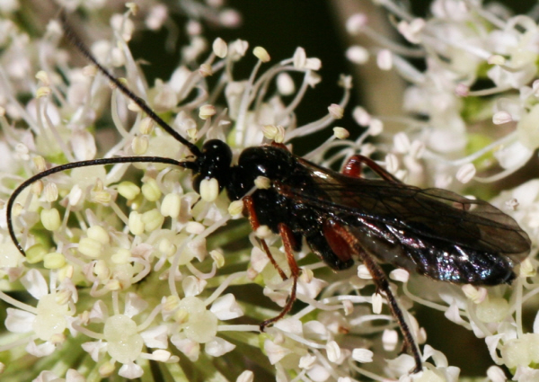 Episyron sp. (Pompilidae)?    No, Ichneumonidae: cfr. Phaenolobus sp., maschio